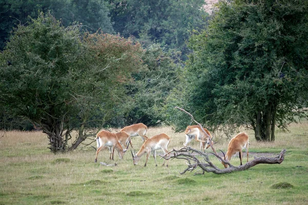 Red Lechwe Antelope (Kobus leche) — Stock Photo, Image