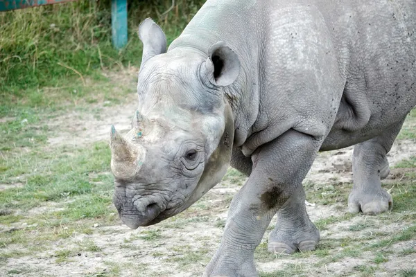 Black Rhinoceros or Hook-lipped Rhinoceros (Diceros bicornis) — Stock Photo, Image