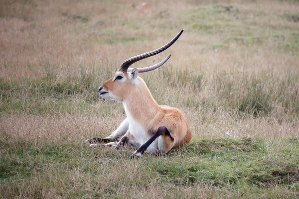 Kırmızı lechwe antilop (kobus leche) — Stok fotoğraf