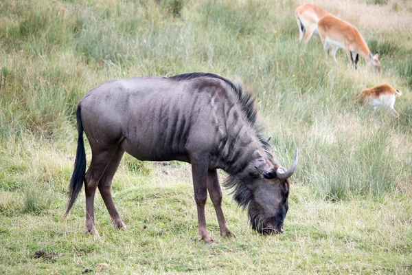 Modré pakoně nebo rozvazoval obrovský gnu (c. taurinus) — ストック写真