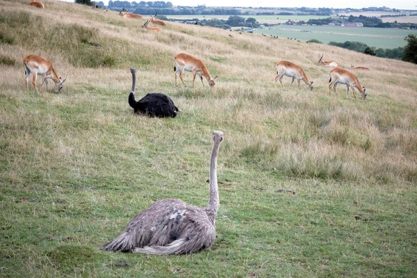 Gemeenschappelijke struisvogel (struthio camelus) — Stockfoto