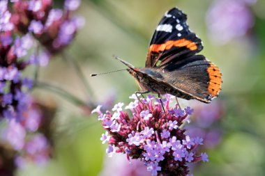 Kızıl Amiral (Vanessa atalanta)