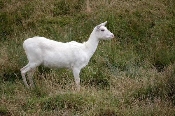 Cob-leche vermelho antílope (kobus leche) — Fotografia de Stock