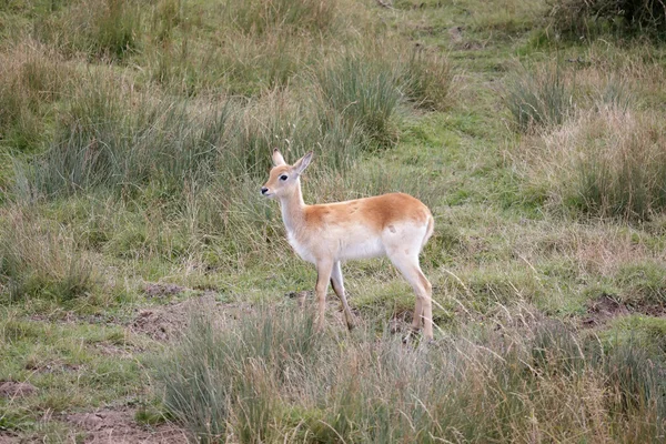 Red Lechwe Antelope (Kobus leche) — Stock Photo, Image