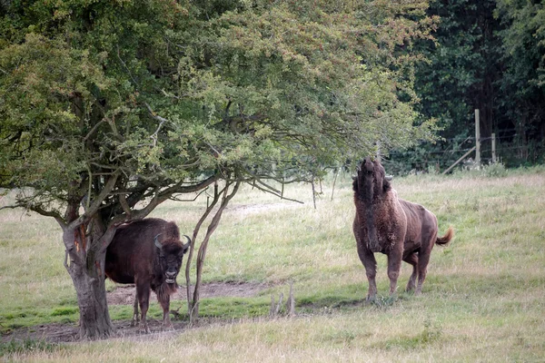 Żubr europejski (Bison bonasus) — Zdjęcie stockowe