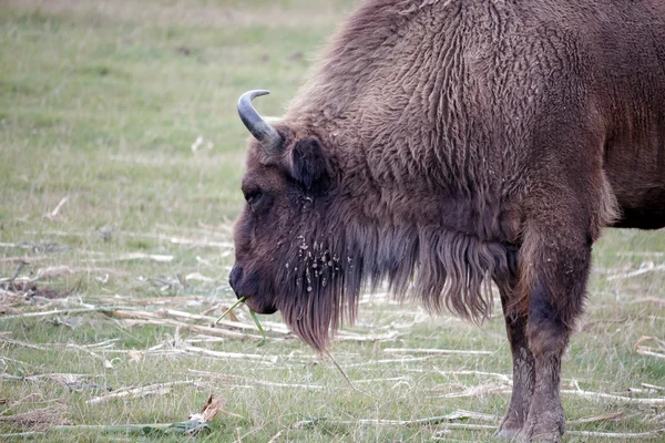 欧洲野牛（Bison bonasus）) — 图库照片
