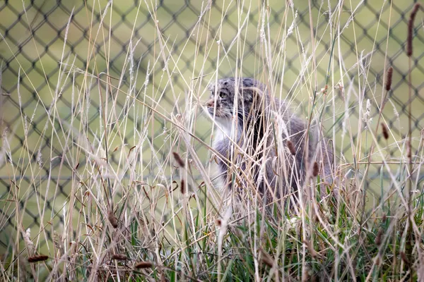 Pallas's cat (Otocolobus manul) — Stock Photo, Image