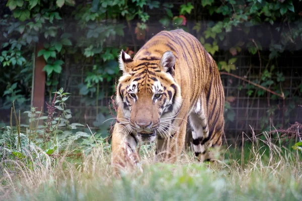 Siberian Tiger (Panthera tigris altaica) — Stock Photo, Image