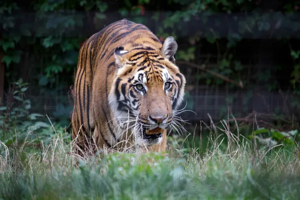 Tigre siberiano (PANTHERA TIGRIS ALTAICA) — Fotografia de Stock