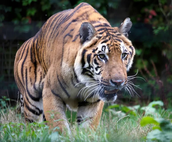 Szibériai tigris (PANTHERA TIGRIS ALTAICA) — Stock Fotó