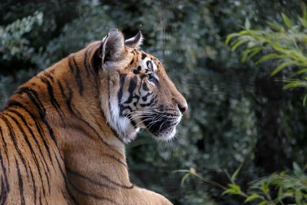 Siberische tijger (PANTHERA TIGRIS ALTAICA)) — Stockfoto