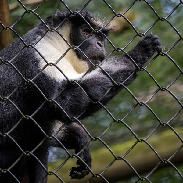 Diana Monkey (Cercopithecus diana) — Stock Photo, Image