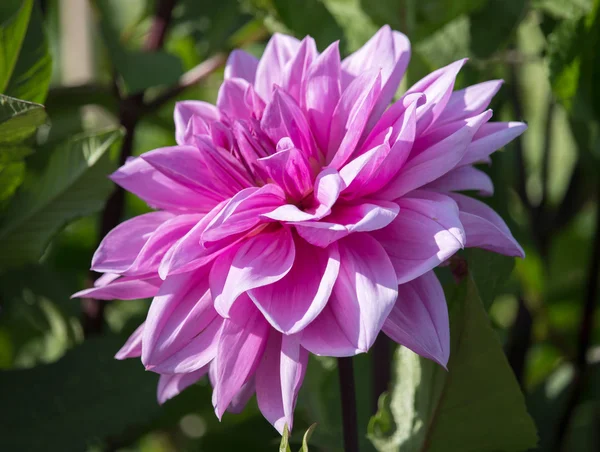 Růžový dahlia — Stock fotografie