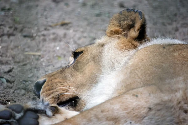Løve (Panthera leo) - Stock-foto