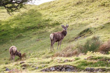 İskoçya 'nın dağlık bölgelerinde Kızıl Geyik (Cervus elaphus)