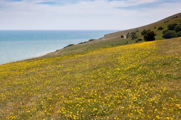 South Downs Mit Gelben Butterblumen Bedeckt — Stockfoto