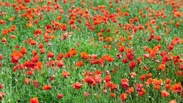 Field Poppies Sussex — Stock Photo, Image