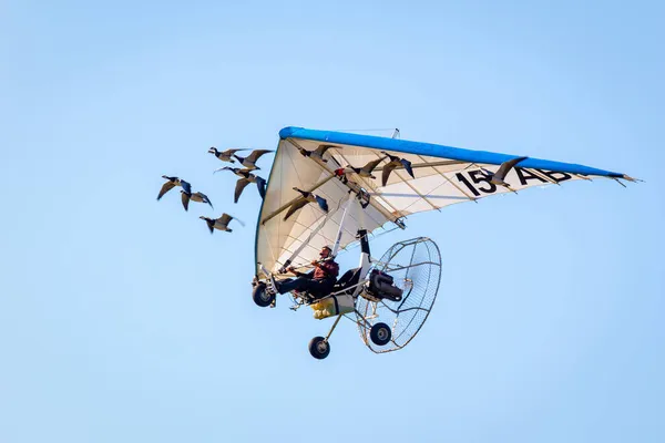 Christian Moulec His Geese — Stock Photo, Image