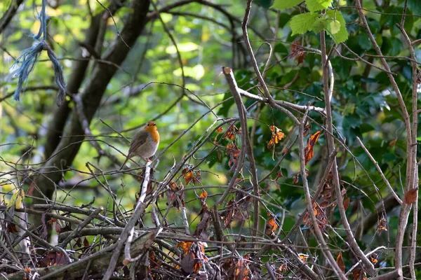 Robin Mirando Alerta Posado Árbol Día Otoño — Foto de Stock