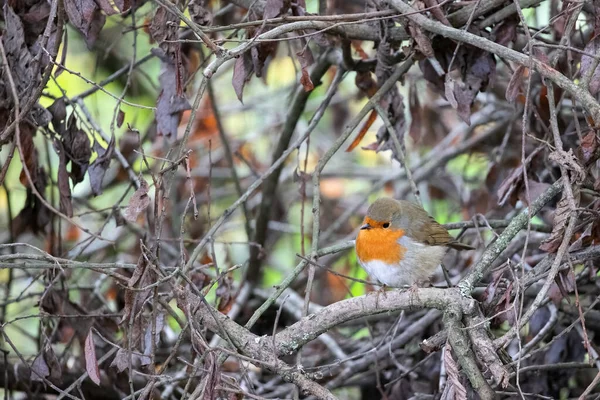 Robin Kijkt Alert Neergestreken Een Boom Een Herfstdag — Stockfoto