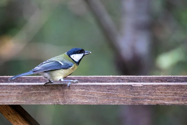 Great Tit Looking Food Wooden Tray Filled Seed — Stockfoto