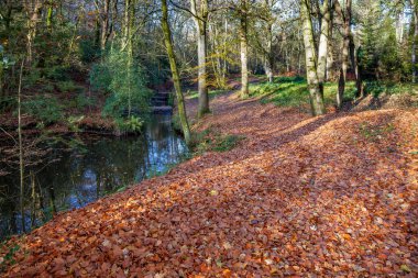 Renkli kayın ağacı sonbaharda paraşüt döşemesini dekore ediyor.