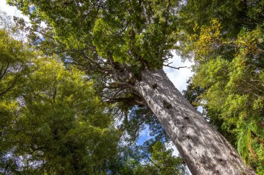Yeni Zelanda 'nın Kuzey Adası' ndaki Kauri Ağacı (Agathis australis)