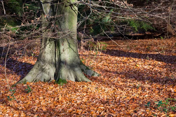 秋に天蓋の床を飾るカラフルなブナの木の葉 — ストック写真