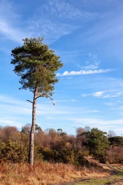 Pinheiro Scott Solitário Floresta Ashdown — Fotografia de Stock