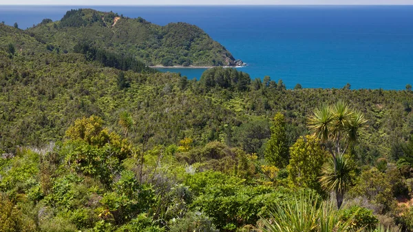 ニュージーランドの海平付近の森林海岸線 — ストック写真