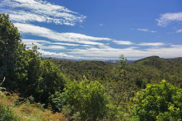 Skogsmiljö Nära Hahei Nya Zeeland — Stockfoto