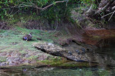 Kızlar erkek yaban ördeği ((anas platyrhynchos))
