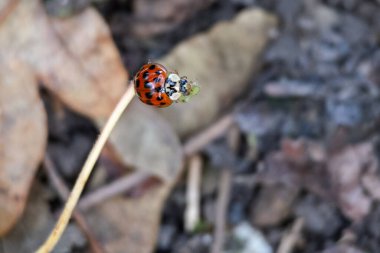 Eyed Ladybird (Anatis ocellata) bir yaprak sapında dinleniyor