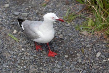 Bir kırmızı gagalı martı (Chroicocephalus scopulinus) bir çakıl üzerinde yürüyor