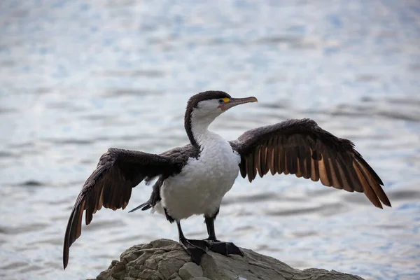 Pied Cormorant Phalacrocorax Varius Rocky Coastline New Zeaand — Stock Photo, Image