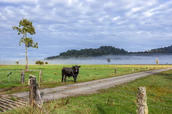 Zwarte Stier Een Veld Nieuw Zeeland — Stockfoto