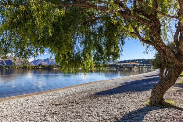 Weinende Weide Ufer Des Lake Wanaka — Stockfoto