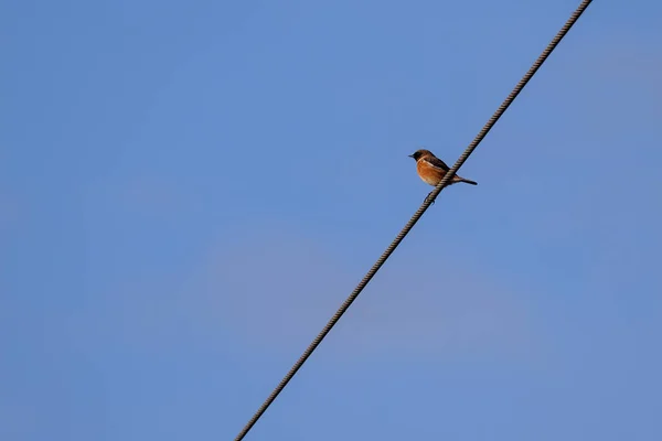 Stonechat Zwyczajny Saxicola Rubicola Przylegający Drutu — Zdjęcie stockowe