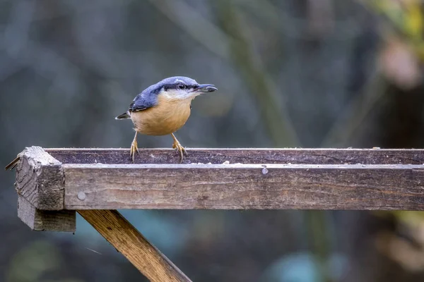 Nuthatch Forrageamento Para Sementes Uma Mesa Pássaro Madeira — Fotografia de Stock