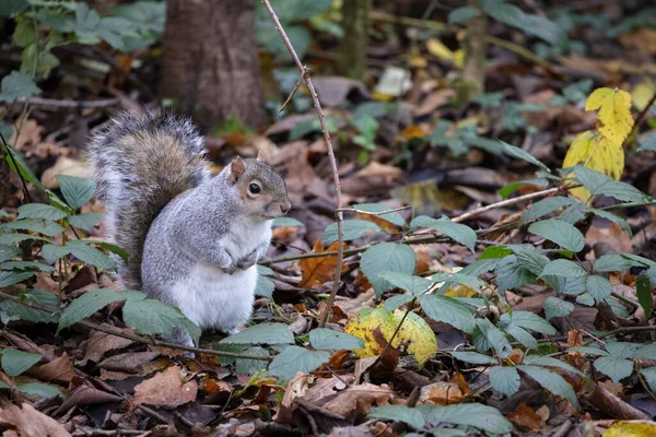 秋叶中的灰松鼠 — 图库照片