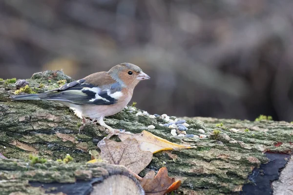 Chaffinch Fringilla Coelebs 站在一棵枯树上 — 图库照片