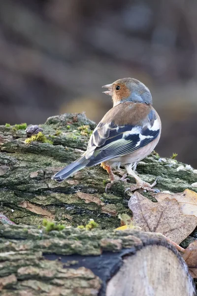 Fringuello Fringilla Coelebs Piedi Albero Morto — Foto Stock