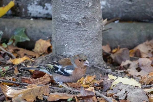 Fringuello Fringilla Coelebs Piedi Sul Pavimento Baldacchino — Foto Stock