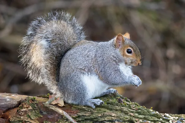 灰色のリス Sciurus Carolinensis は枯れ木から種を食べる — ストック写真