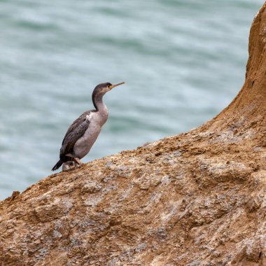 Benekli Shag (Phalacrocorax punctatus) Yeni Zelanda 'da kayalık bir çıkıntıda