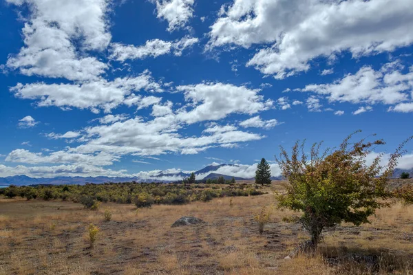 Campo Torno Lago Tekapo Nova Zelândia — Fotografia de Stock