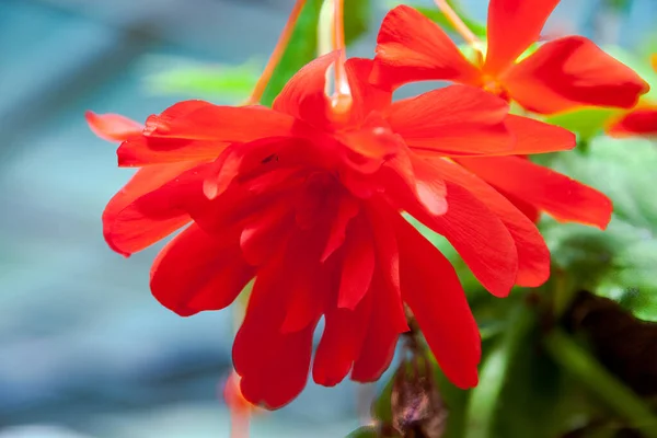 Trilho Vermelho Begonia Flores Flor Nova Zelândia — Fotografia de Stock