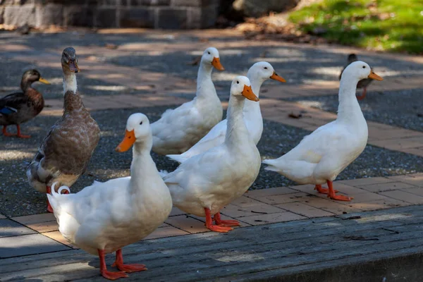 Patos Blancos Domesticados Junto Estanque Nueva Zelanda —  Fotos de Stock