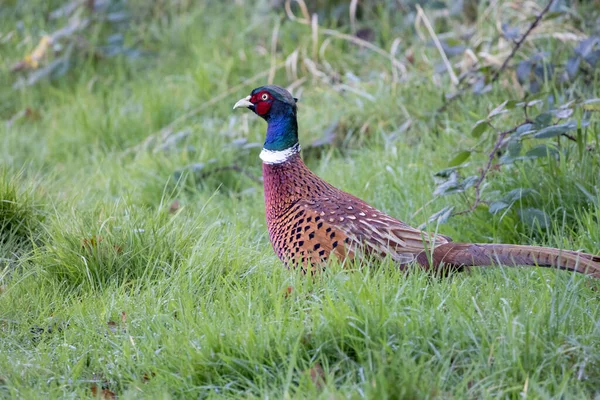 Fasan Phasianus Colchicus Läuft Über Ein Feld East Grinstead — Stockfoto