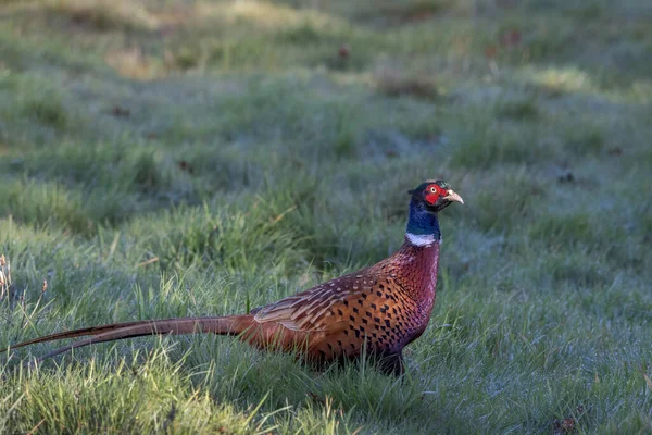 Faisán Común Phasianus Colchicus Caminando Través Campo East Grinstead — Foto de Stock